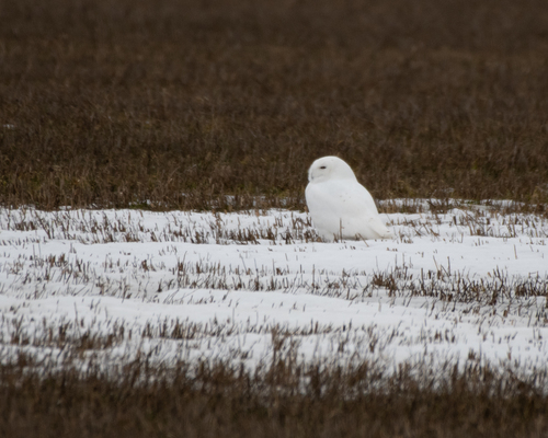 Harfang des neiges, mâle