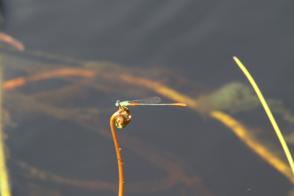 Ceriagrion cerinorubellum (Ceriagrion cerinorubellum)