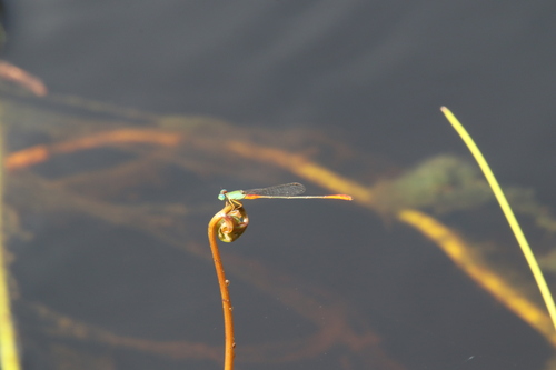 Ceriagrion cerinorubellum