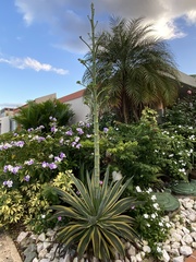 Agave desmettiana