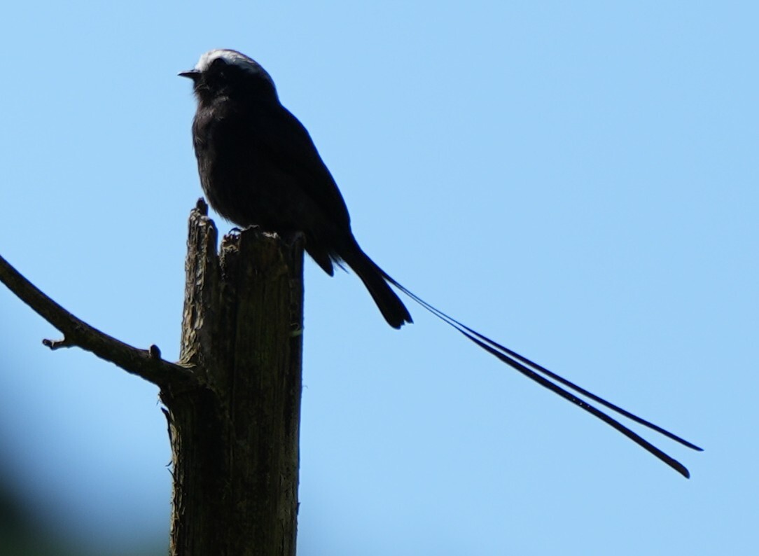 Long-tailed Tyrant (Colonia colonus), photo 2