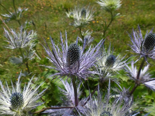 Alpine Sea Holly (Eryngium alpinum)