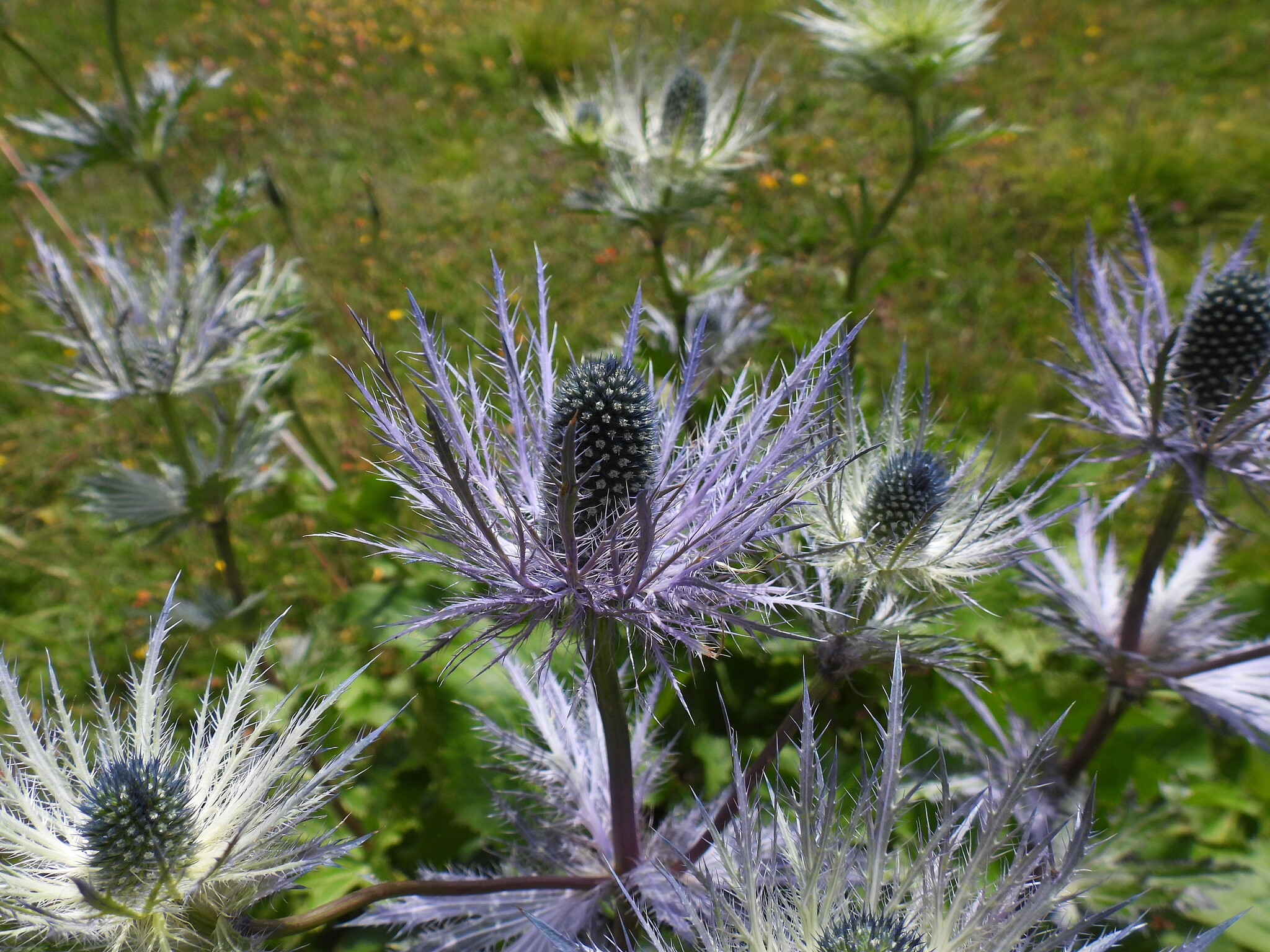 Alpine Sea Holly (Eryngium alpinum)