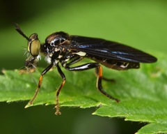 Eudioctria