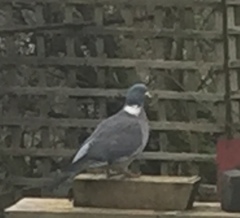 Columba palumbus