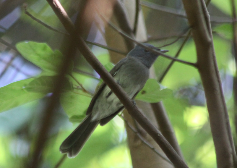 Black-naped Monarch (Hypothymis azurea), photo 3