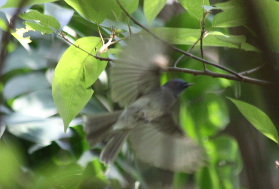 Black-naped Monarch (Hypothymis azurea), photo 4