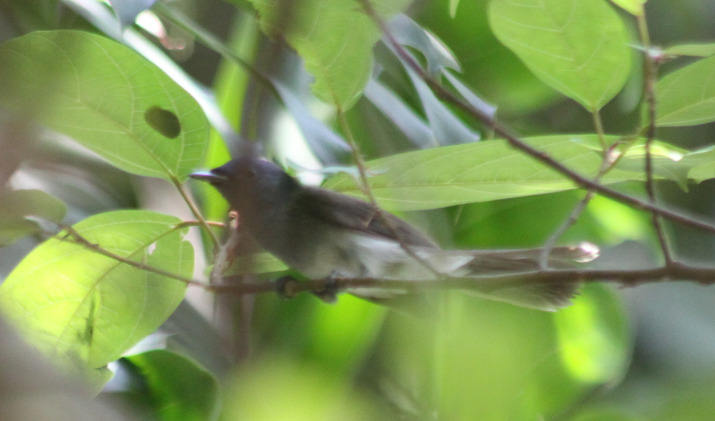 Black-naped Monarch (Hypothymis azurea), photo 10