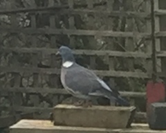 Columba palumbus