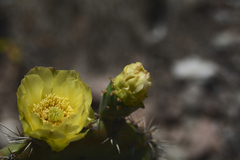 Opuntia robusta