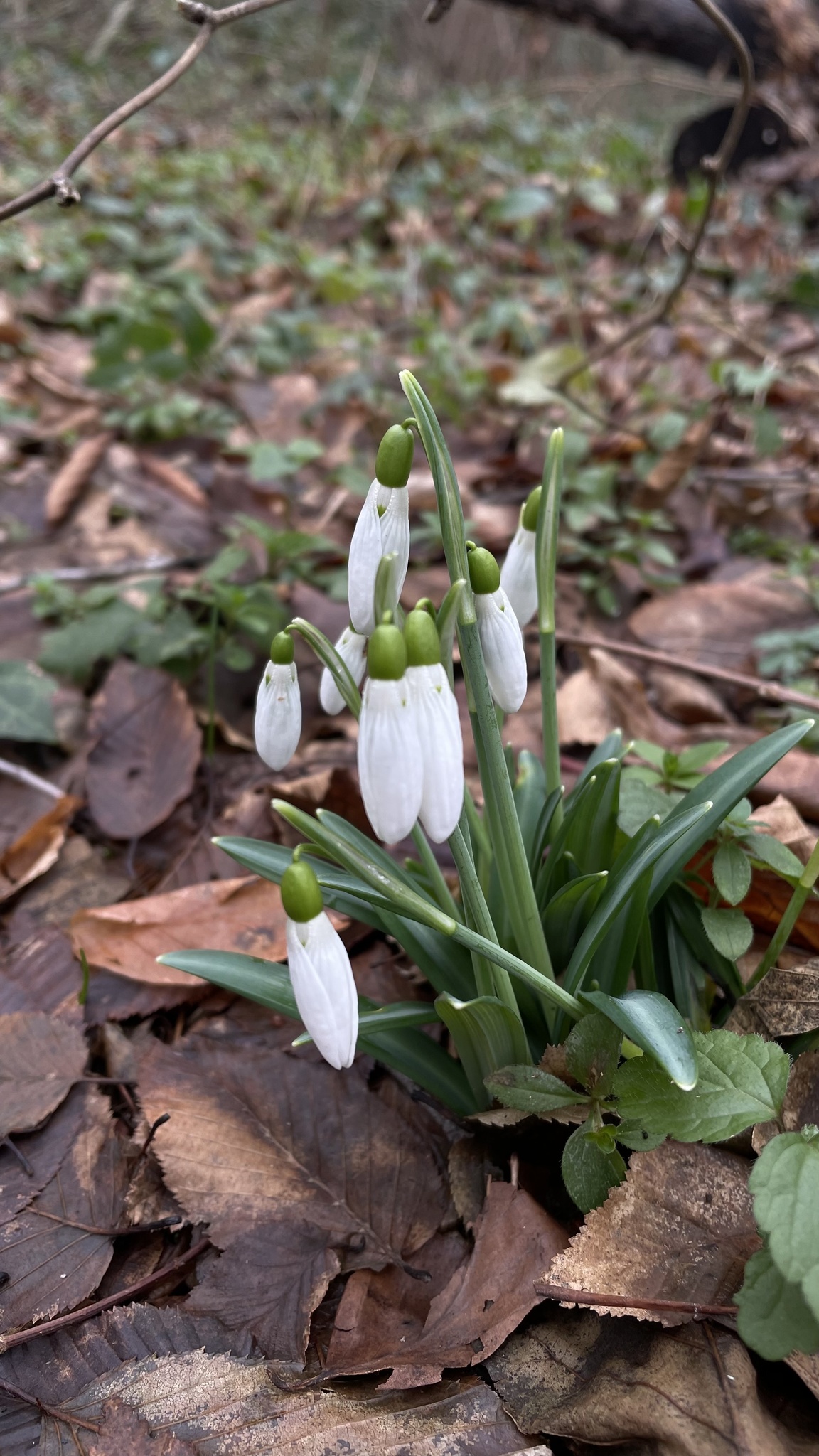 Pleated snowdrop