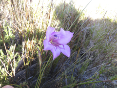 Gladiolus ornatus