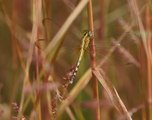 Band-winged Dragonlet