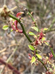 Rose rosette emaravirus