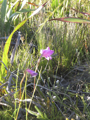 Gladiolus ornatus