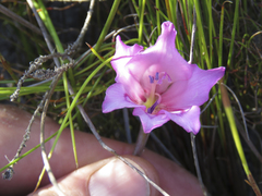 Gladiolus ornatus