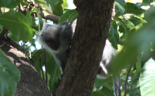 Annamese Langur