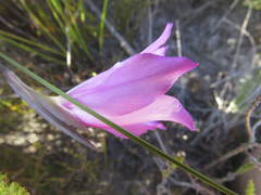 Gladiolus ornatus