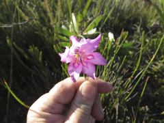 Gladiolus ornatus