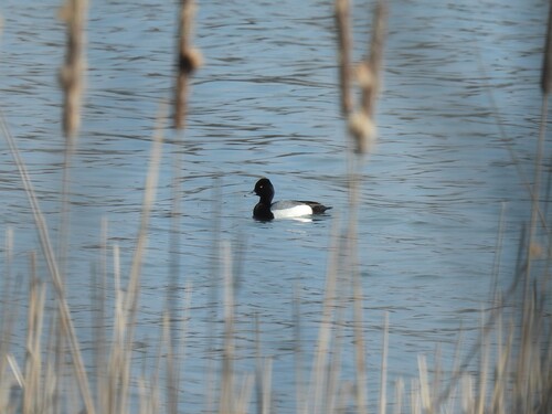 Porrón bola (Aythya affinis)