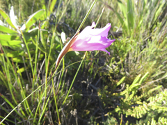 Gladiolus ornatus