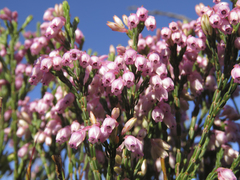 Erica palliiflora