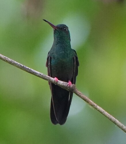 Bronze-tailed Plumeleteer (Chalybura urochrysia), photo 1
