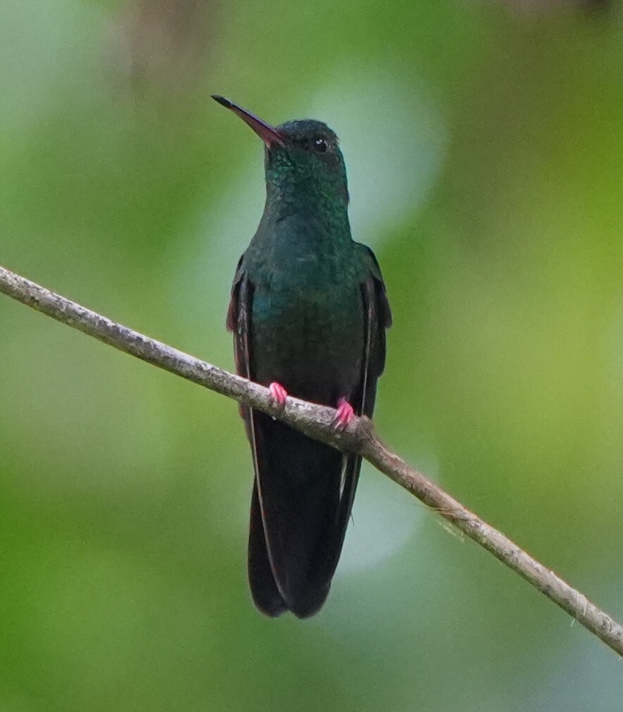 Bronze-tailed Plumeleteer (Chalybura urochrysia), photo 1