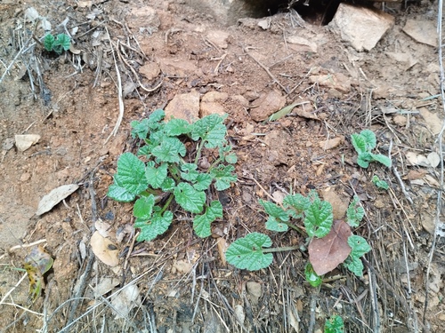 Mallow-leaf bindweed