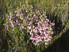Erica palliiflora