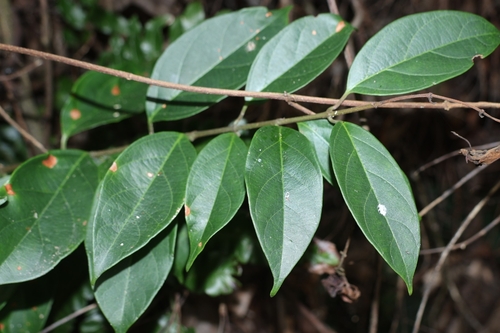 Urceola micrantha iNat (3)