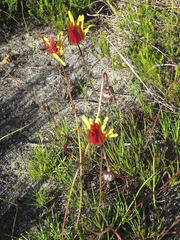 Ursinia tenuifolia