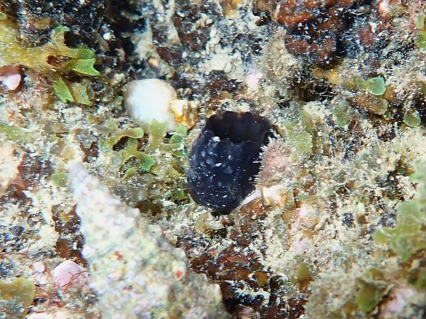 Phallusia fumigata (Grube, 1864)
