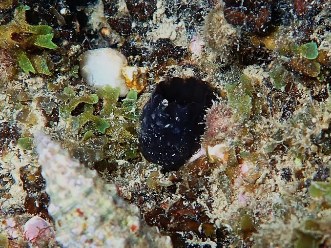 Phallusia fumigata (Grube, 1864)