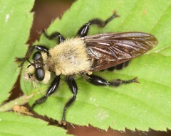 Laphria virginica