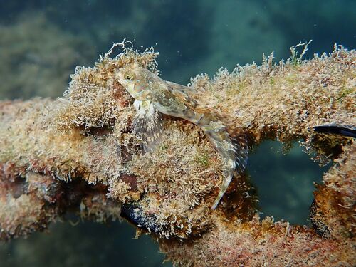 Sphinx blenny (Aidablennius sphynx) — Blenniidae — 4