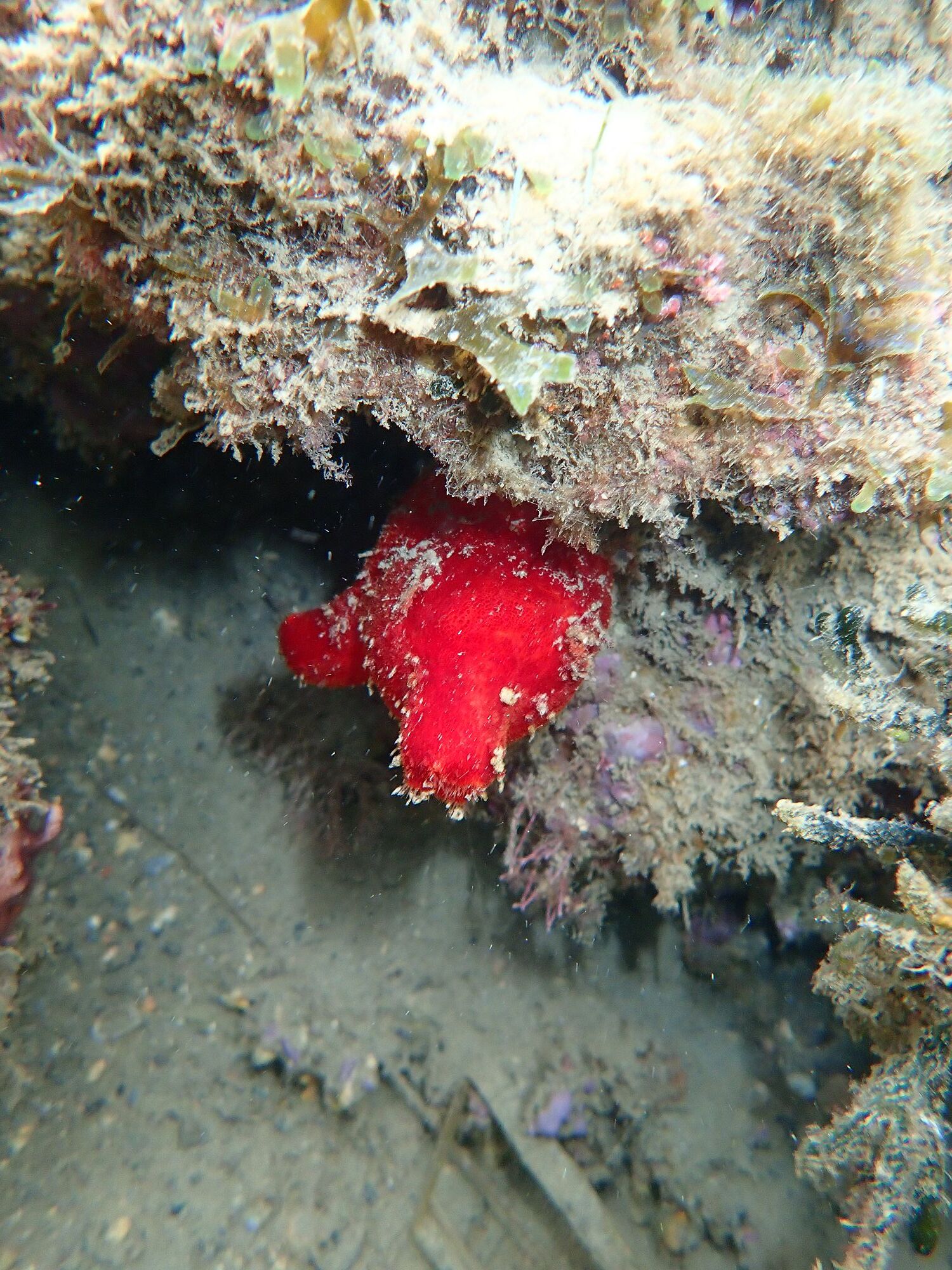 Halocynthia papillosa (Linnaeus, 1767)