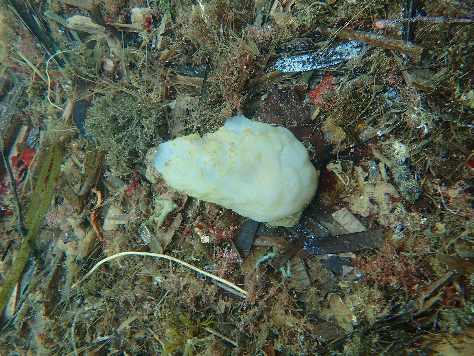 Phallusia mammillata (Cuvier, 1815)