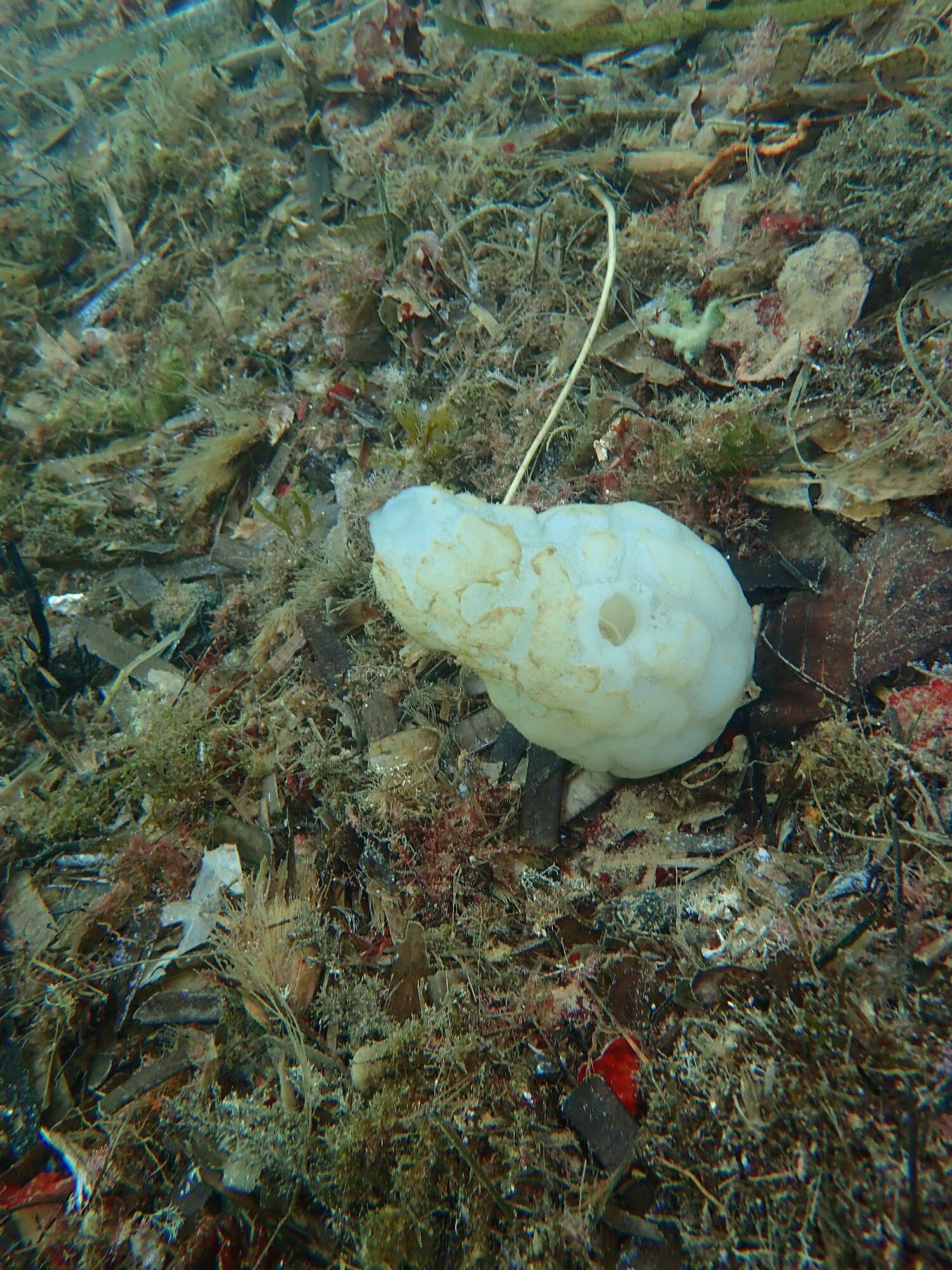 Phallusia mammillata (Cuvier, 1815)