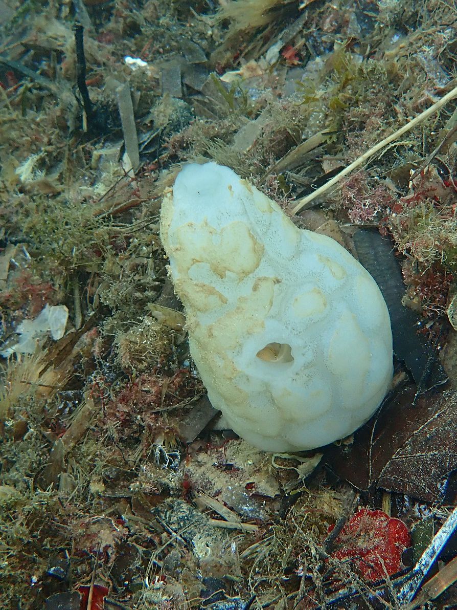 Phallusia mammillata (Cuvier, 1815)