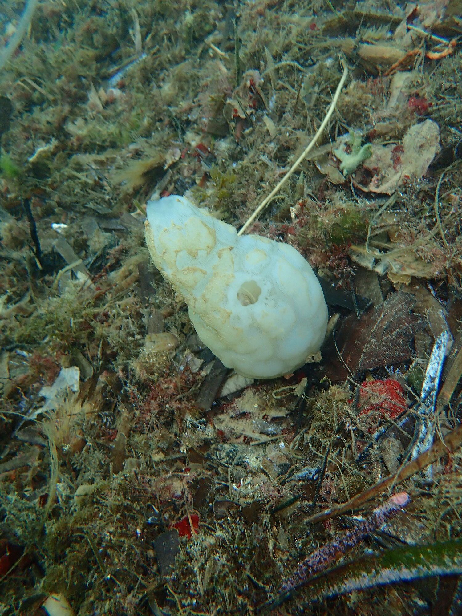 Phallusia mammillata (Cuvier, 1815)
