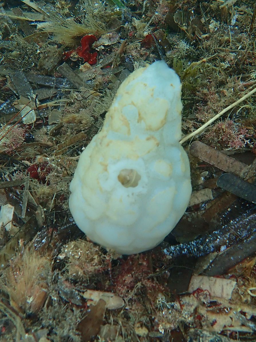 Phallusia mammillata (Cuvier, 1815)
