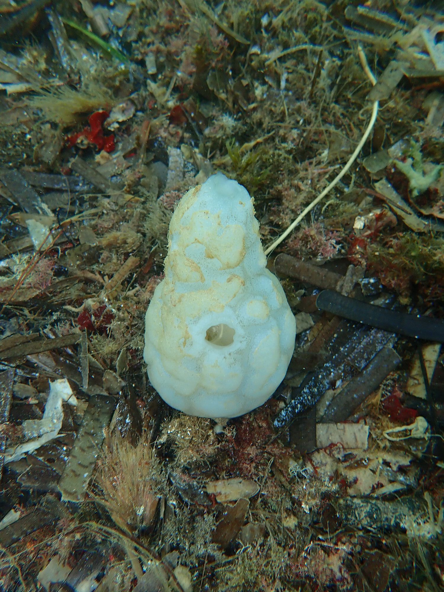Phallusia mammillata (Cuvier, 1815)