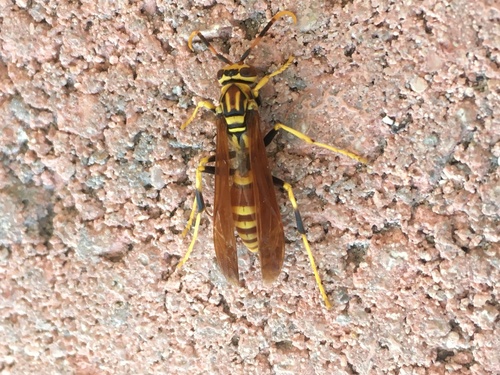 Bequaert's Paper Wasp