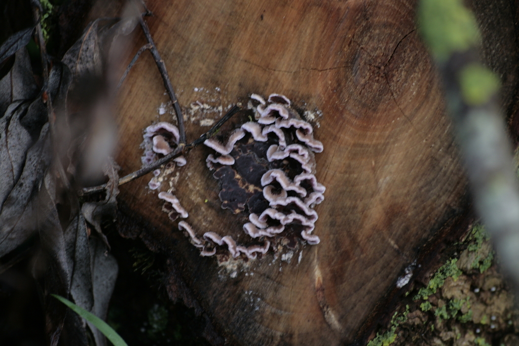 Chondrostereum purpureum · January 2026 · photo: © phillip-a (iNaturalist, cc-by)