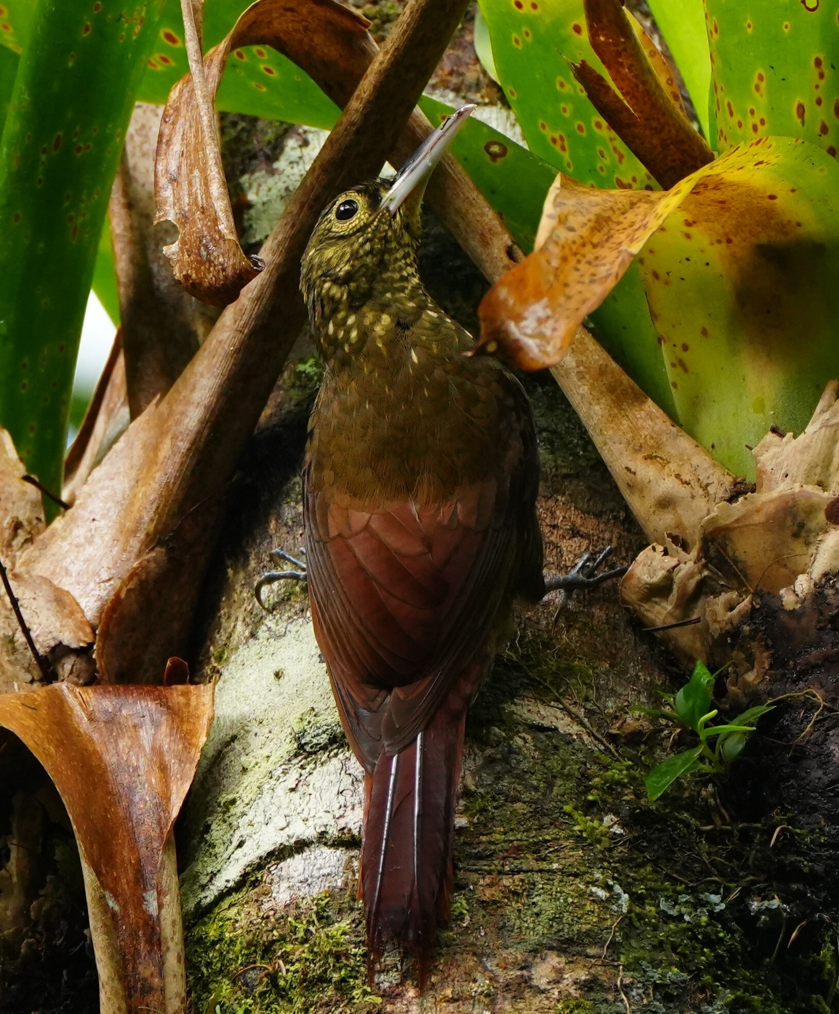 Spotted Woodcreeper (Xiphorhynchus erythropygius), photo 1