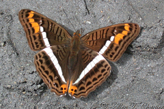 Adelpha corcyra