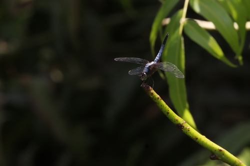 Brachydiplax chalybea