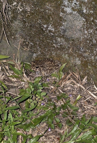 Duttaphrynus melanostictus