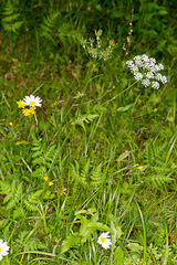 Chaerophyllum hirsutum